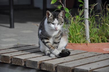 Doğal ortamda güzel Hayvan Kedi