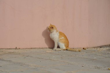 Doğal ortamda güzel Hayvan Kedi