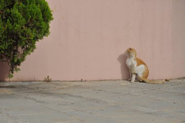 Doğal ortamda güzel Hayvan Kedi