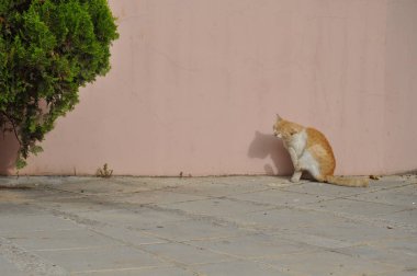 Doğal ortamda güzel Hayvan Kedi