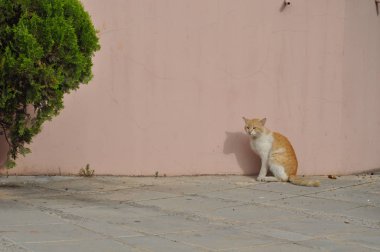 Doğal ortamda güzel Hayvan Kedi