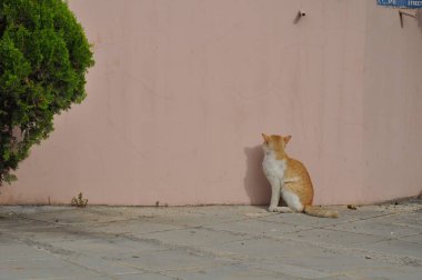 Doğal ortamda güzel Hayvan Kedi
