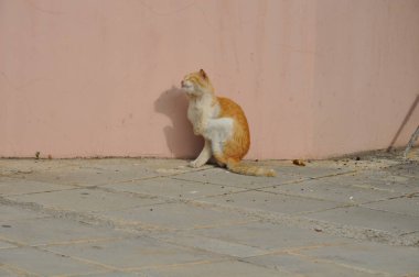 Doğal ortamda güzel Hayvan Kedi