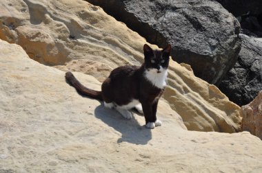 Doğal ortamda güzel Hayvan Kedi