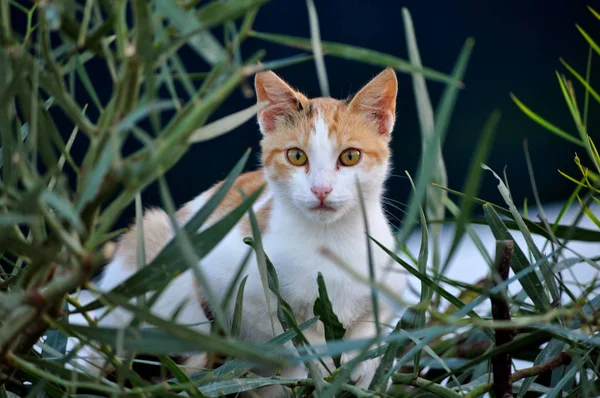 Όμορφη Άνιμαλ Cat Στο Φυσικό Περιβάλλον — Φωτογραφία Αρχείου