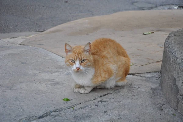 Beau Chat Animal Dans Environnement Naturel — Photo