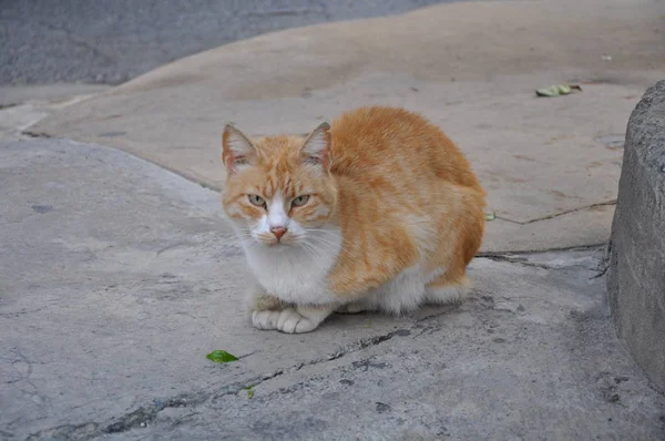 Beau Chat Animal Dans Environnement Naturel — Photo