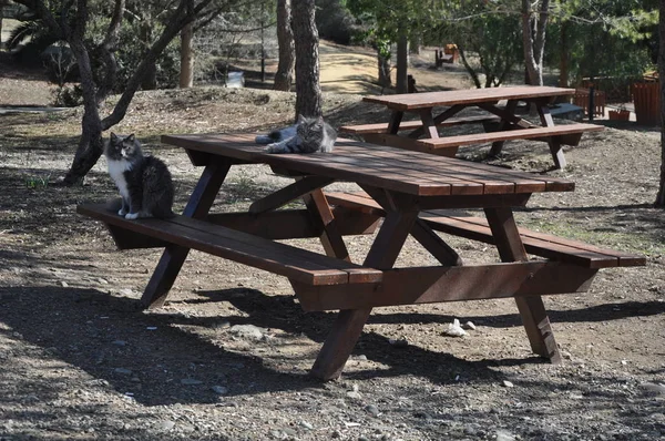 Den Vackra Djur Katten Den Naturliga Miljön — Stockfoto