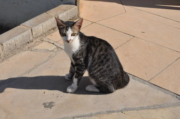 Beau Chat Animal Dans Environnement Naturel — Photo