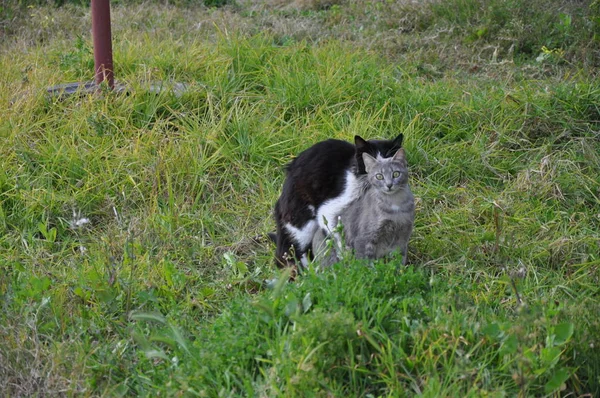 Beau Chat Animal Dans Environnement Naturel — Photo