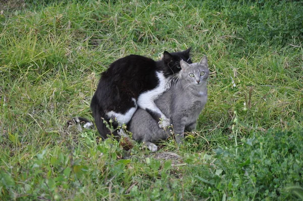 Beau Chat Animal Dans Environnement Naturel — Photo