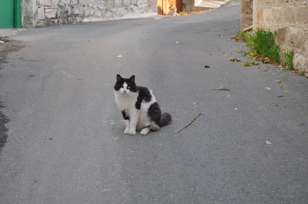 Beau Chat Animal Dans Environnement Naturel — Photo