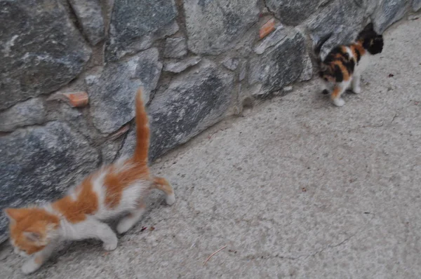 Όμορφη Άνιμαλ Cat Στο Φυσικό Περιβάλλον — Φωτογραφία Αρχείου