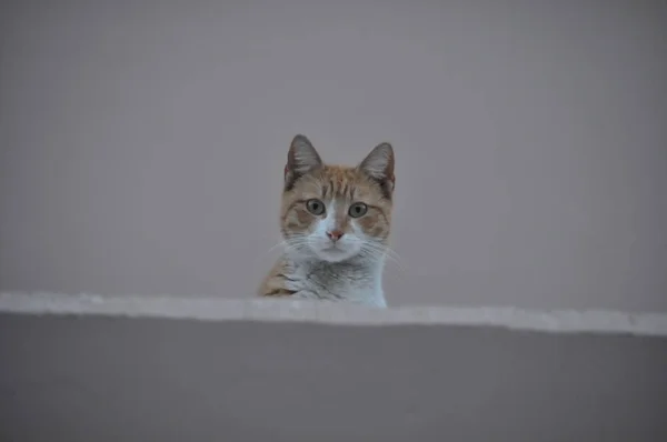 Beau Chat Animal Dans Environnement Naturel — Photo