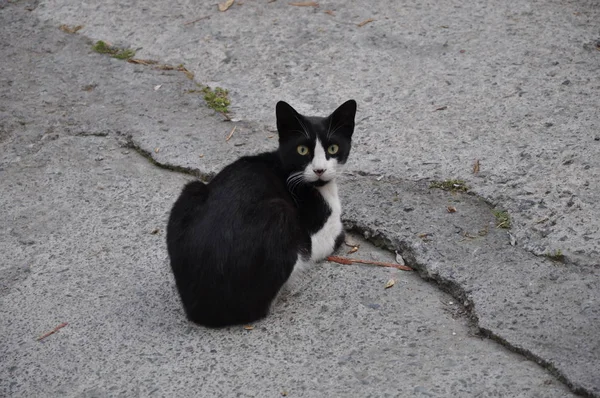 Bellissimo Gatto Animale Nell Ambiente Naturale — Foto Stock