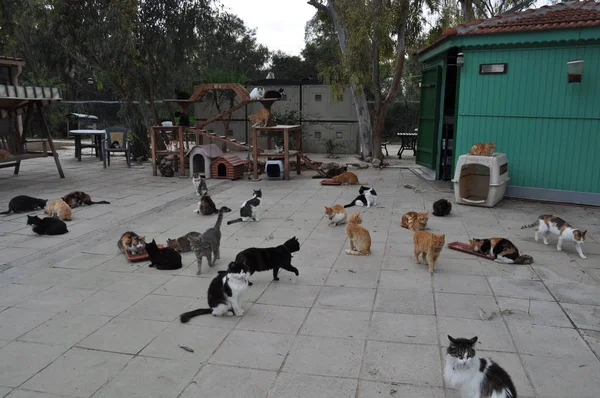 Prachtige Dieren Kat Natuurlijke Omgeving — Stockfoto