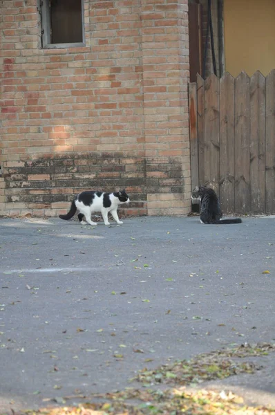 Beau Chat Animal Dans Environnement Naturel — Photo