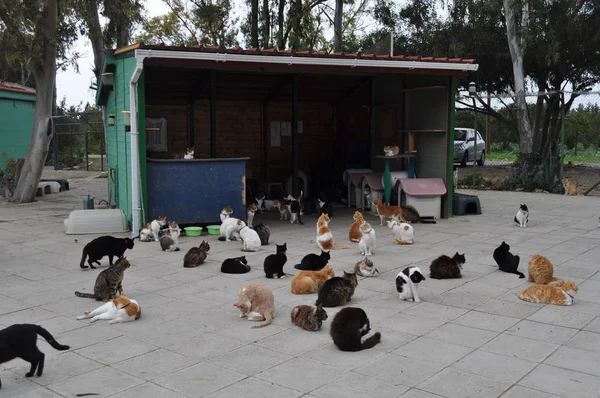 Doğal ortamda güzel Hayvan Kedi
