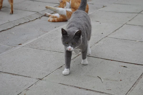 Beau Chat Animal Dans Environnement Naturel — Photo