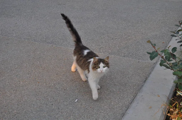 Beau Chat Animal Dans Environnement Naturel — Photo