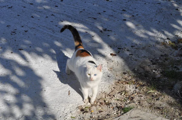 Beau Chat Animal Dans Environnement Naturel — Photo