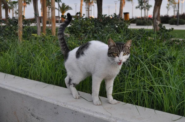 Beau Chat Animal Dans Environnement Naturel — Photo