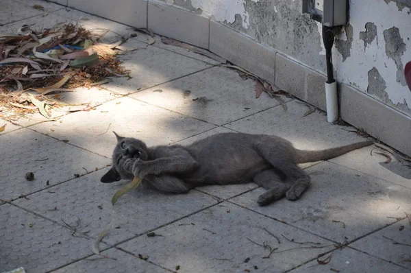 Beau Chat Animal Dans Environnement Naturel — Photo