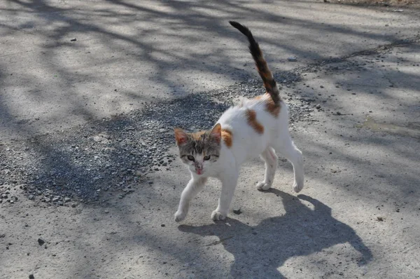 Beau Chat Animal Dans Environnement Naturel — Photo