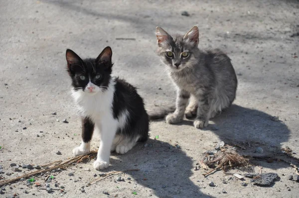 Beau Chat Animal Dans Environnement Naturel — Photo