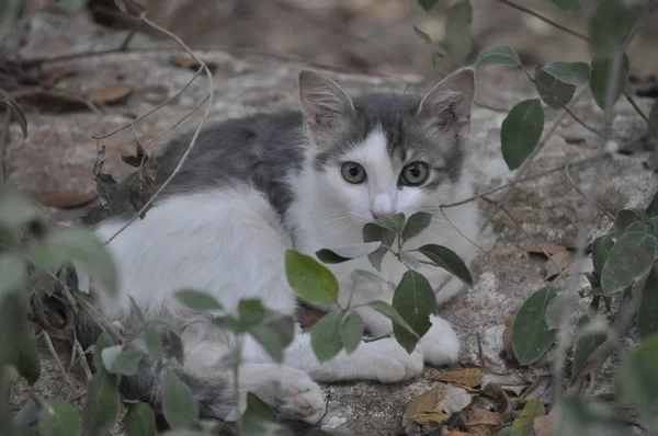 Piękny Kot Zwierząt Środowisku Naturalnym — Zdjęcie stockowe