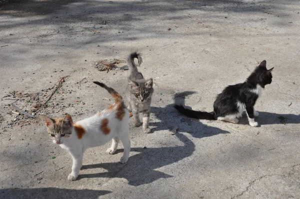 Prachtige Dieren Kat Natuurlijke Omgeving — Stockfoto