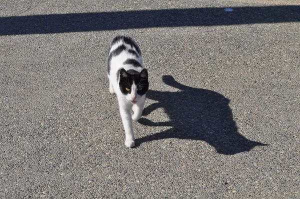 Beau Chat Animal Dans Environnement Naturel — Photo