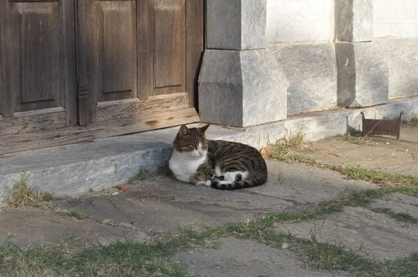 Die Schöne Tierische Katze Der Natürlichen Umgebung — Stockfoto