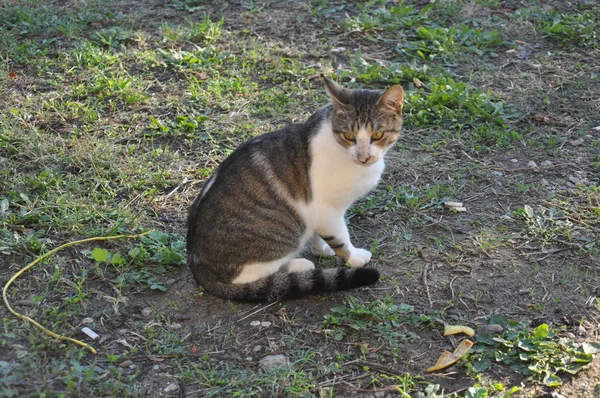 Doğal ortamda güzel Hayvan Kedi