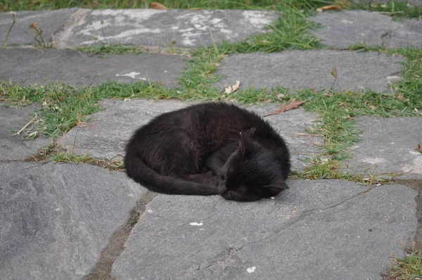 Die Schöne Tierische Katze Der Natürlichen Umgebung — Stockfoto