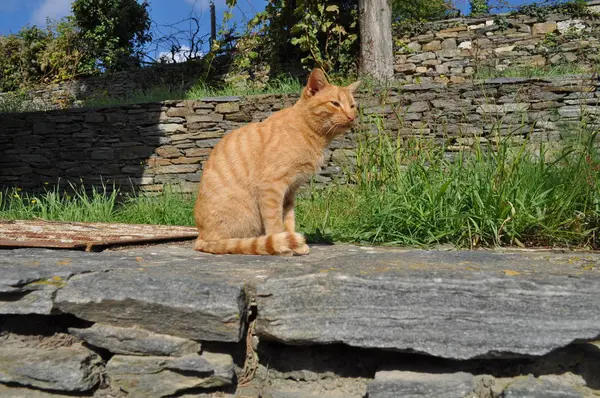 Doğal ortamda güzel Hayvan Kedi