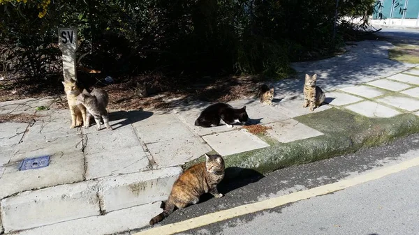 Doğal Ortamda Güzel Hayvan Kedi — Stok fotoğraf