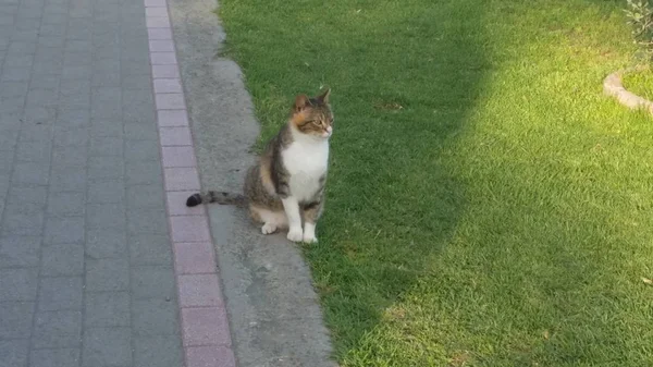 自然環境の中で美しい動物猫 — ストック写真