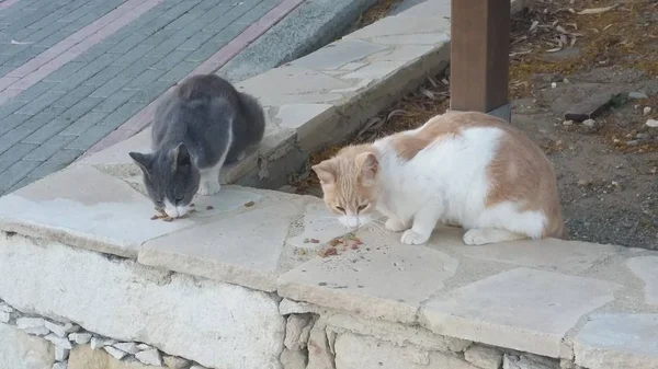 Doğal ortamda güzel Hayvan Kedi