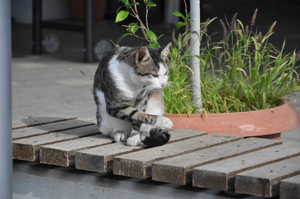 Doğal ortamda güzel Hayvan Kedi