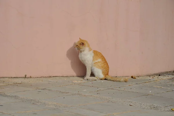 Gyönyörű Animal Cat Természeti Környezetben — Stock Fotó