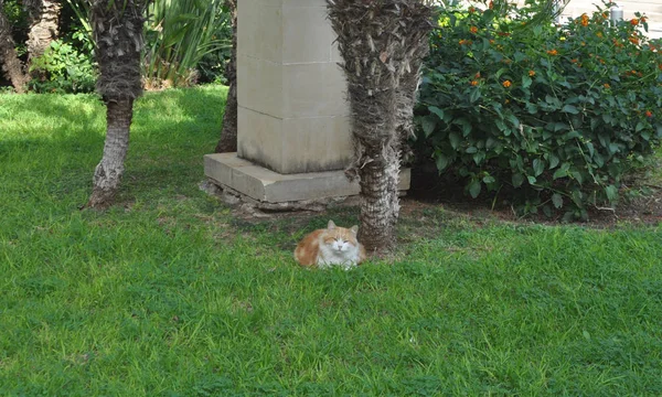 Όμορφη Άνιμαλ Cat Στο Φυσικό Περιβάλλον — Φωτογραφία Αρχείου