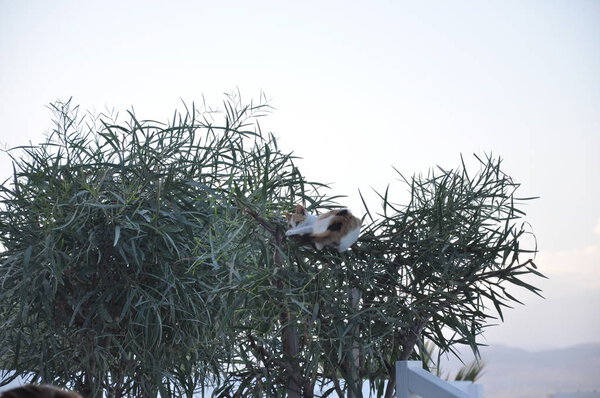 Красивая анимальная кошка в естественной среде
