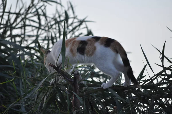 Beautiful Animal Cat Natural Environment — Stock Photo, Image
