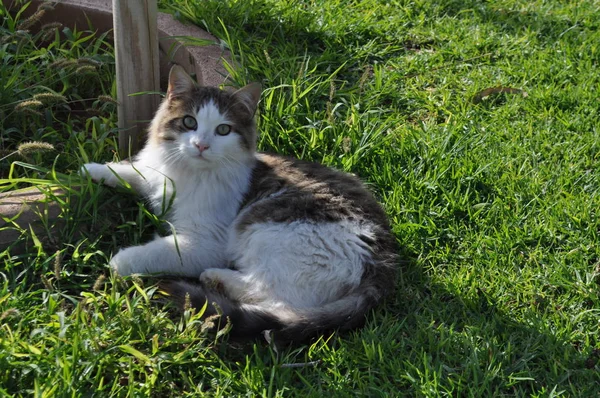 Doğal ortamda güzel Hayvan Kedi