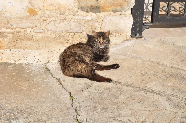 Beautiful Animal Cat Natural Environment — Stock Photo, Image