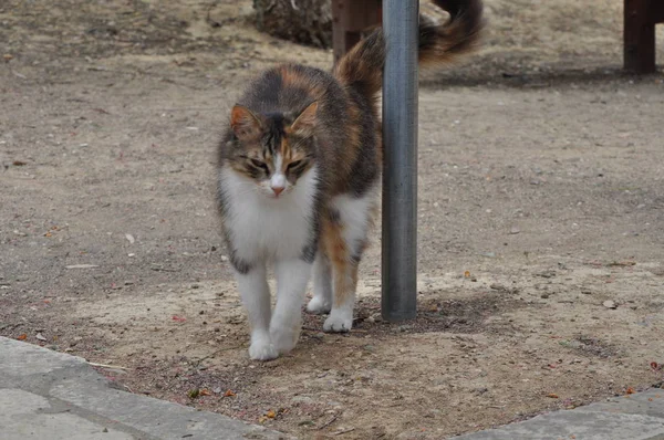 Beau Chat Animal Dans Environnement Naturel — Photo