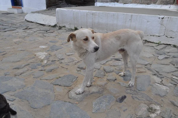 Doğal ortamda güzel Hayvan Köpek