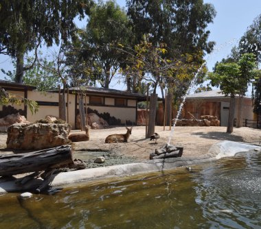 Doğal ortamda güzel Hayvan geyik