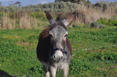 Doğal ortamda güzel Hayvan Eşek
